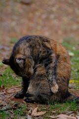 Cute stray cat photo in the park