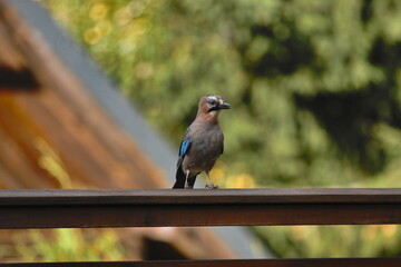 Eurasian Jay  (Garrulus glandarius)