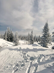 Snowy forest landscape with pine trees under cloudy sky