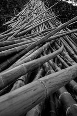 B&W close-up of a pile of harvested bamboo poles. Natural texture, organic pattern, and forestry concept.