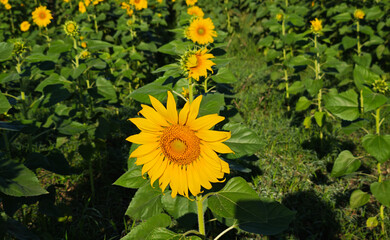 Sunflower field. Agriculture, sunflower seeds growing concept. Blooming sunflower field
