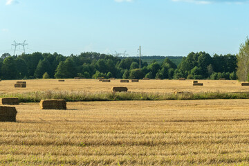 Fototapeta premium Hay bales scattered across harvested field. Golden hay bales on rural farmland after harvest with forest background. Agricultural landscape with rectangular hay bales on stubble field.