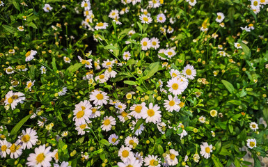 Chamomile flowers in the garden