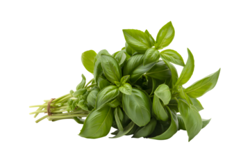 fresh green basil leaves with a natural appearance . Isolated on transparent background, png
