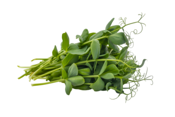 Fresh green pea shoots isolated on background . Isolated on transparent background, png