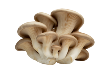Fresh Oyster Mushrooms . Isolated on transparent background, png