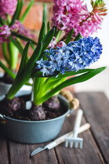 Concept of spring home gardening, transplanting plant in ceramic pots on wooden table. Taking care of plants and flowers. Springtime leisure activity, hobby, garden tools. Stylish house interior