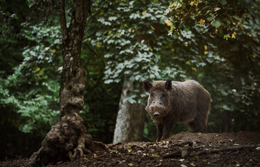 Obraz premium A wild boar standing in a forest