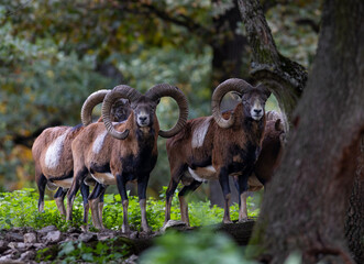 Obraz premium Herd of majestic mouflon standing in forest in autumn