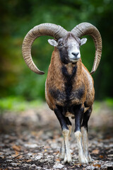 Obraz premium Majestic mouflon standing among trees in autumn