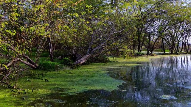 Keoladeo Bird Sanctuary features clusters of trees on small marsh islands, where vibrant green duckweed transitions into clear reflective water mirroring intricate branch patterns at bharatpur. 