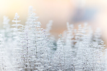 Mountain mint (Calamintha nepeta) covered in frost. Winter wonderland with herbs. Atmospheric...