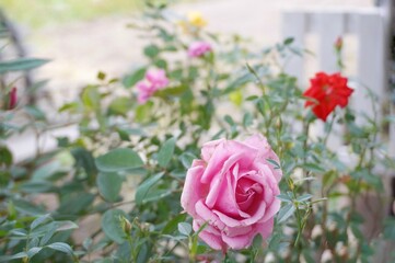 pink roses in a garden