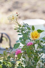 yellow flowers in the garden