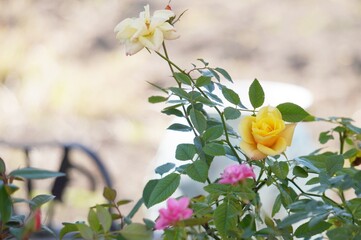 yellow flowers in the garden