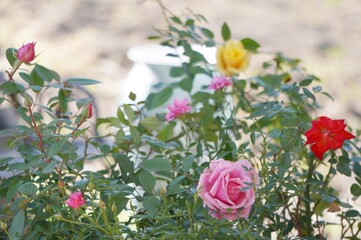 pink and white tulips