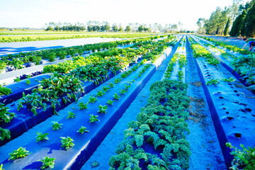 a modern vegetable farm in Florida