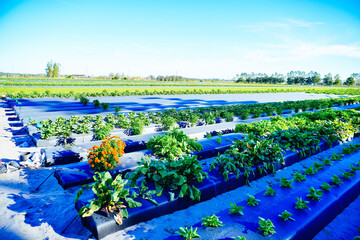 a modern vegetable farm in Florida