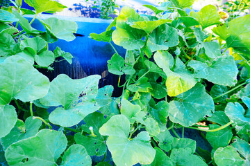 a modern vegetable farm in Florida