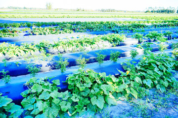 a modern vegetable farm in Florida