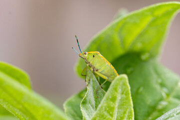 Percevejo-verde