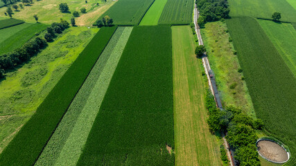 Fields of corn cover the landscape in summer. A road winds through the green land. Trees and a stream are nearby, creating a rural scene in a farming area. © Greg Kelton