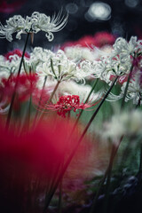 村上緑地公園に咲く白と赤の彼岸花