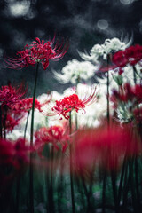 村上緑地公園に咲く白と赤の彼岸花