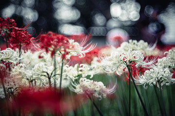 村上緑地公園に咲く白と赤の彼岸花