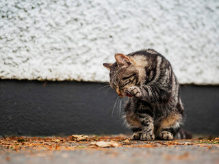 Cute brown street cat cleaning himself after a tasty meal. Animal health care and good habits concept. Outdoor animal portrait.