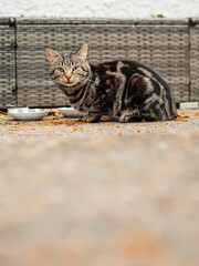 Rough street cat is sitting by empty bowls with food, Plastic box and white wall background.