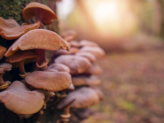 A close up of a cluster of mushrooms with a spider web in the middle. The mushrooms are brown and appear to be growing on a tree. The spider web adds a sense of mystery and intrigue to the scene