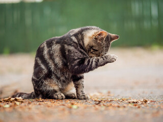 Cute brown street cat cleaning himself after a tasty meal. Animal health care and good habits concept. Outdoor animal portrait.