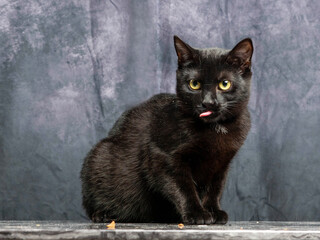Slim black cat eating from a white bowl placed on dark marble table, grey color painted cloth background. Cute home pet consuming tasty food.
