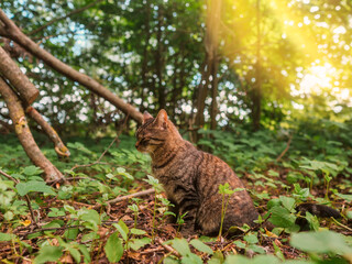 Tabby cat in a dense green forest looking for a pray. Animal hunting and rough life concept.