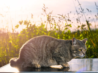 A rural county cat is sitting on a picnic table, green field background. The cat is looking at the camera with a curious expression. The scene is peaceful and serene