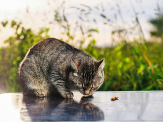 A rural county cat is eating on a picnic table, green field background. The cat is looking at the camera with a curious expression. The scene is peaceful and serene