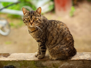 Cute tabby cat with strange alert eyes, rural green country background. Summer time vibe and mood.