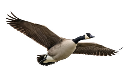 Canada goose flying PNG isolated on transparent background, waterfowl with black neck and brown body, migratory bird for design projects © Vasilis