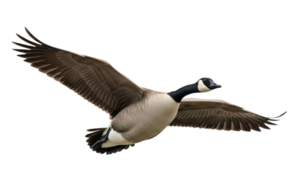 Canada goose flying PNG isolated on transparent background, waterfowl with black neck and brown body, migratory bird for design projects