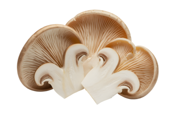 fresh oyster mushrooms on display . Isolated on transparent background, png