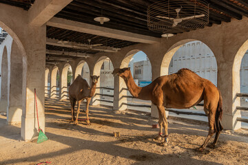 Camel pen at Souq Waqif market in Doha, Qatar