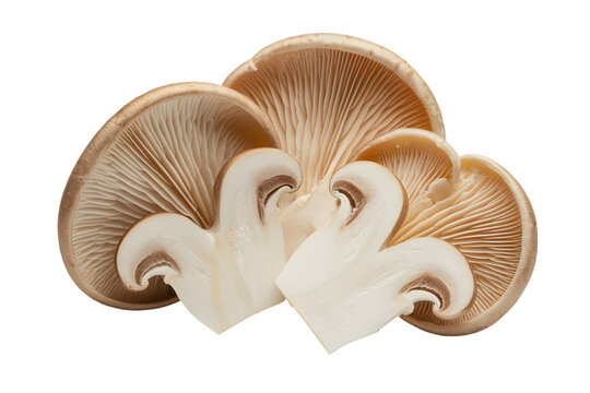 fresh oyster mushrooms on display . Isolated on transparent background, png