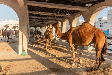 Camel pen at Souq Waqif market in Doha, Qatar