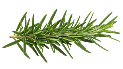 Fresh rosemary sprig isolated PNG on transparent background, aromatic herb for cooking and culinary use, flavorful ingredient