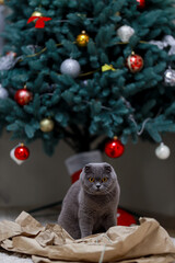 Cat pet animal grey Scottish folded cat with orange eyes playing hide and seek in brown craft paper on carpet beneath decorated New Year Christmas tree indoors cozy festive scene