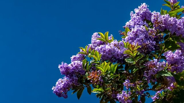 Blooming crape myrtle flowers against a vibrant blue sky on a sunny day.