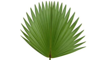 Green palm leaf PNG isolated on transparent background, tropical foliage cutout for design and summer themes
