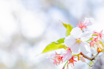 桜
