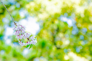 桜
